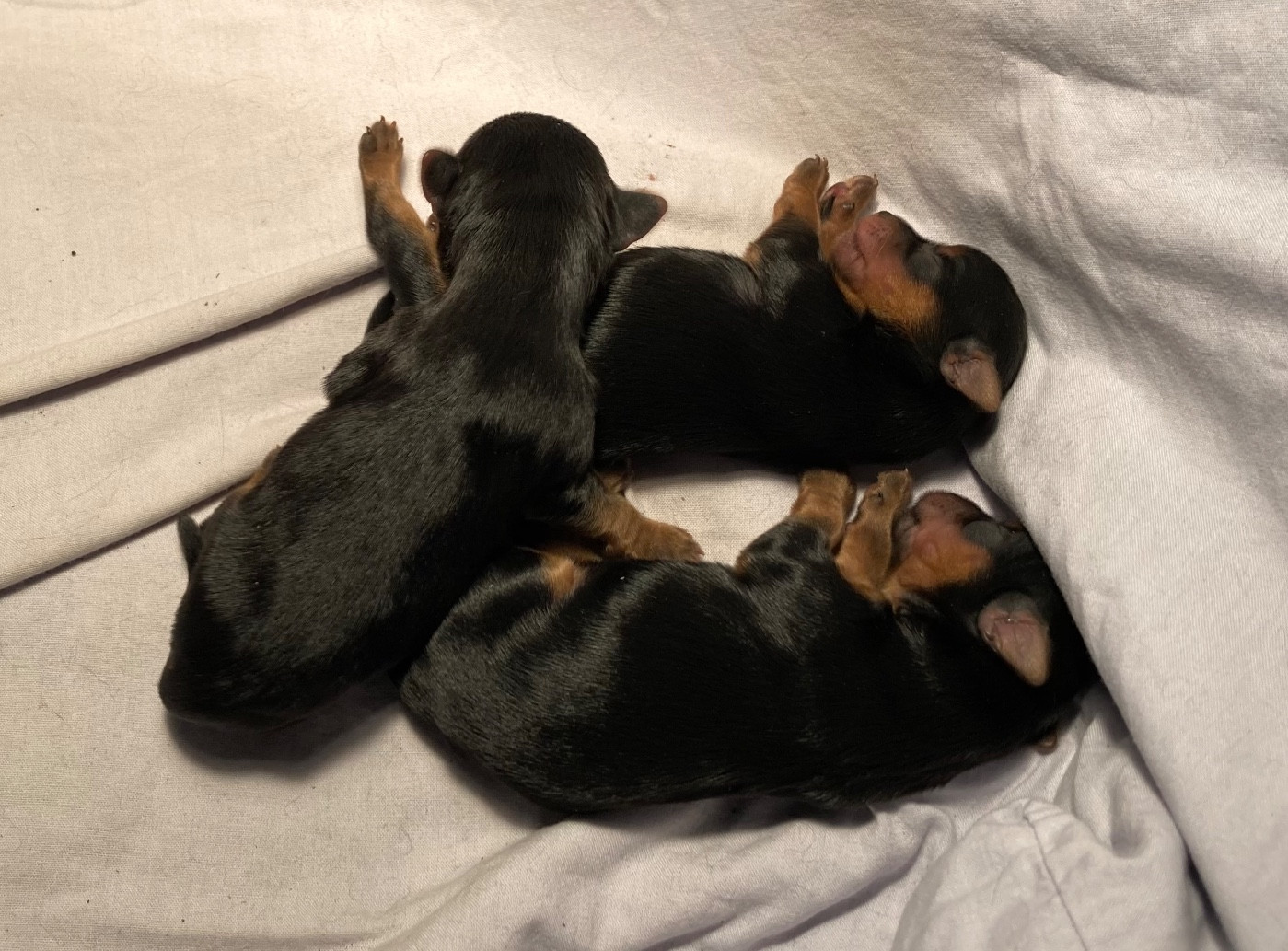 Des photos des bébés !