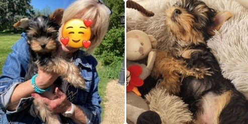 Benji en route vers son nouveau foyer