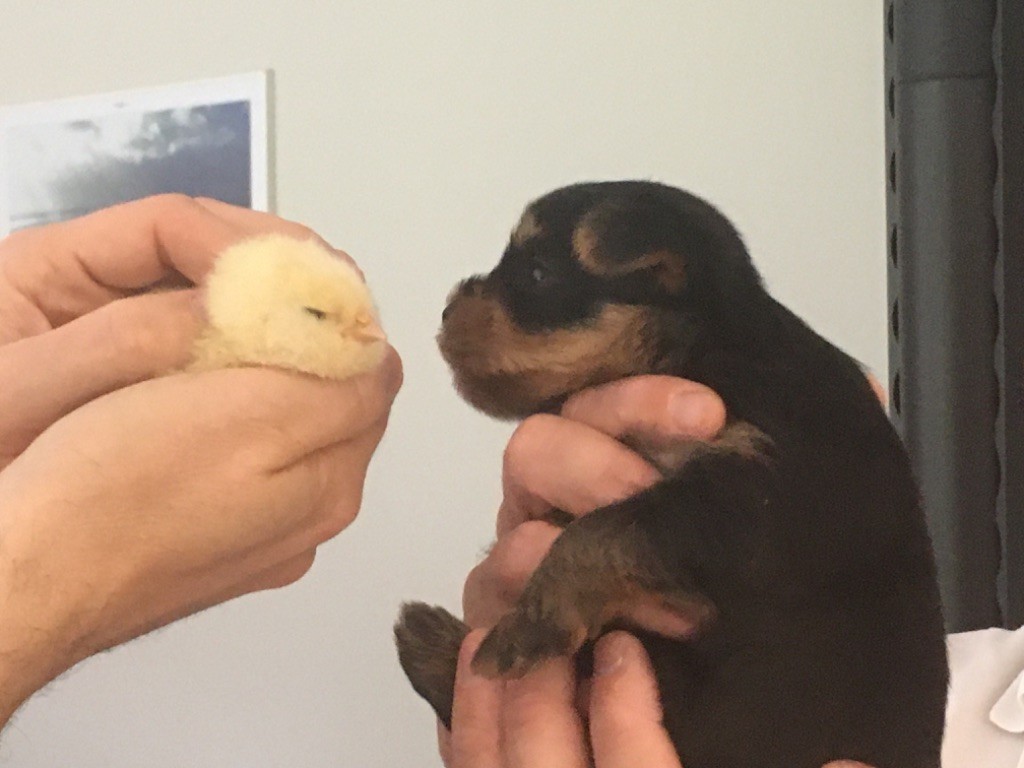 Les chiots grandissent !