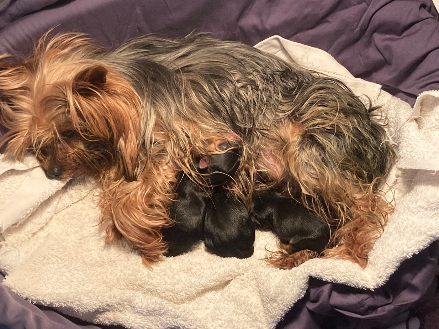 Portée Tamise / Rebel du 15 février 2026