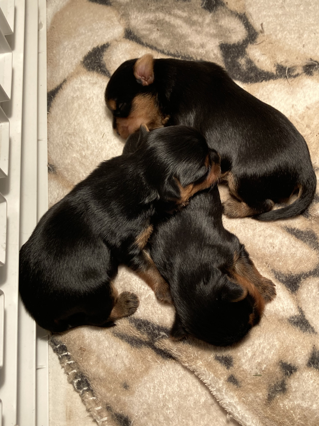 Chiot Yorkshire Terrier De La Vallée Volcanique