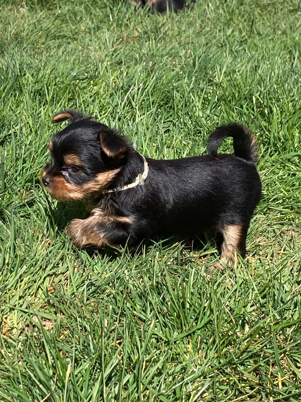 De La Vallée Volcanique - Chiots disponibles - Yorkshire Terrier