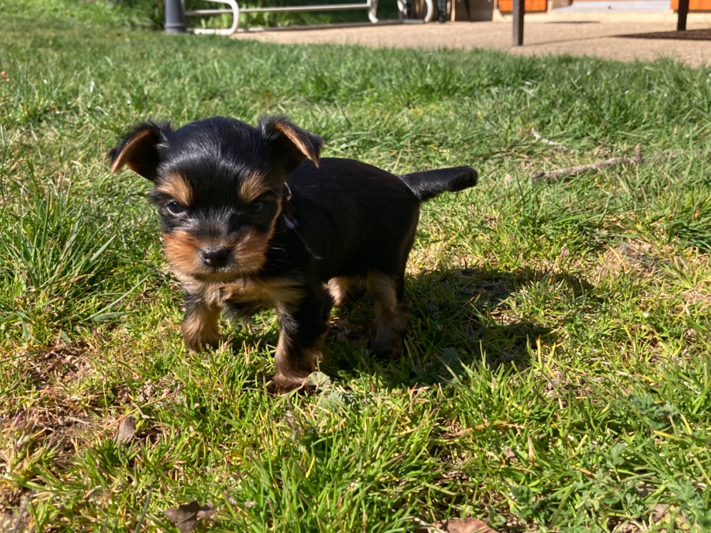 De La Vallée Volcanique - Chiots disponibles - Yorkshire Terrier