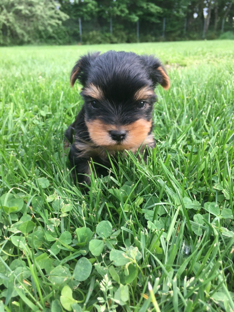 De La Vallée Volcanique - Chiots disponibles - Yorkshire Terrier