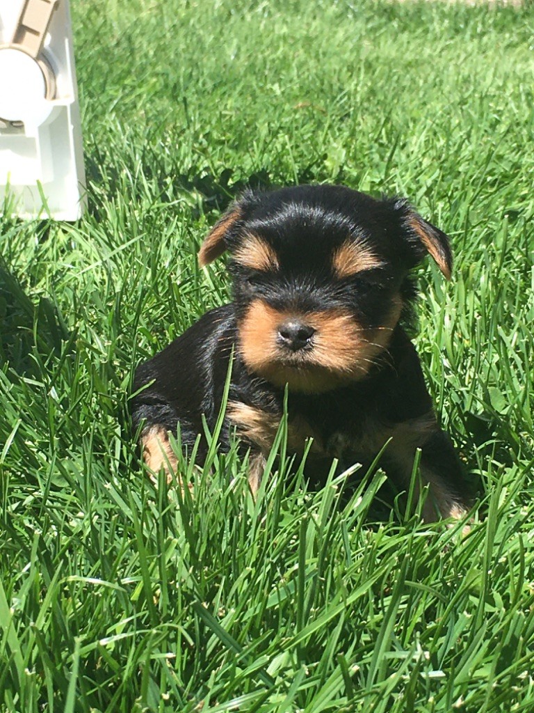 De La Vallée Volcanique - Chiots disponibles - Yorkshire Terrier