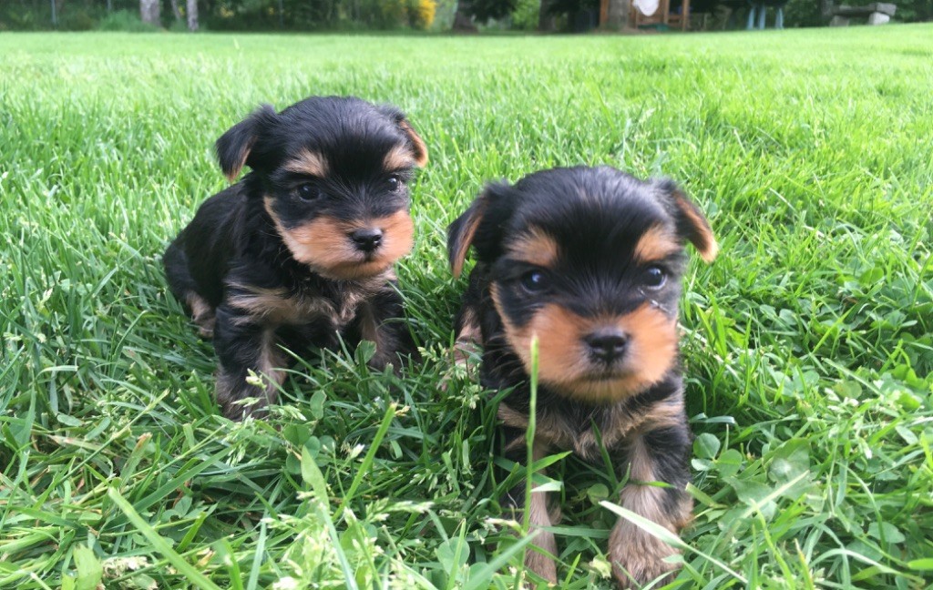 Chiot Yorkshire Terrier De La Vallée Volcanique